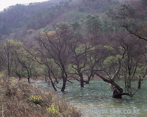 청송주산지