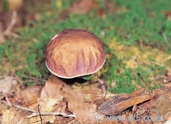 식용버섯