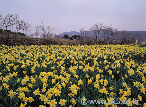 수선화