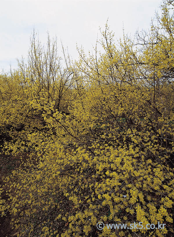 산수유