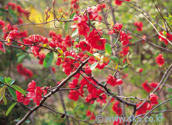 산당화