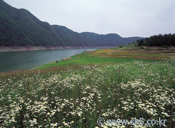 개망초