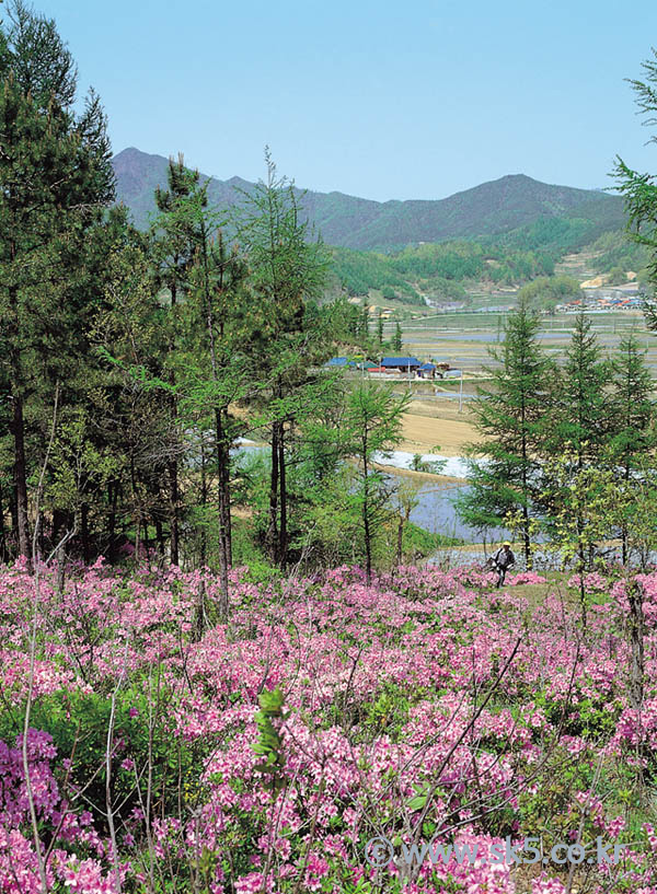 철죽