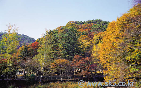 단풍