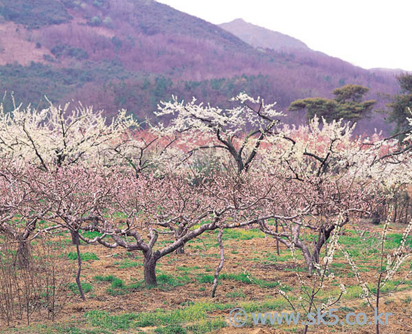 과수원